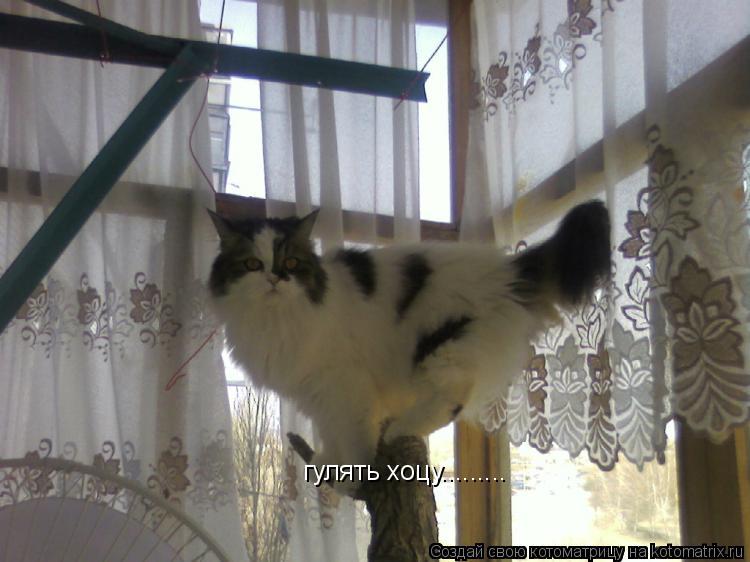 гулять хоцу............ Котоматрица: гулять хоцу.........