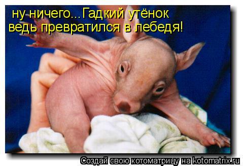 ну ничего...Гадкий утёнок ведь превратился в лебедя!... Котоматрица: ну ничего...Гадкий утёнок ведь превратился в лебедя!