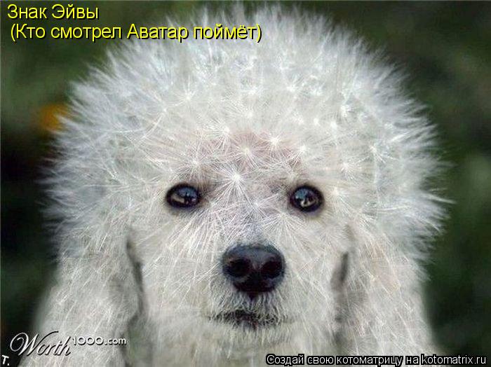 Знак Эйвы (Кто смотрел Аватар поймёт)... Котоматрица: Знак Эйвы (Кто смотрел Аватар поймёт)