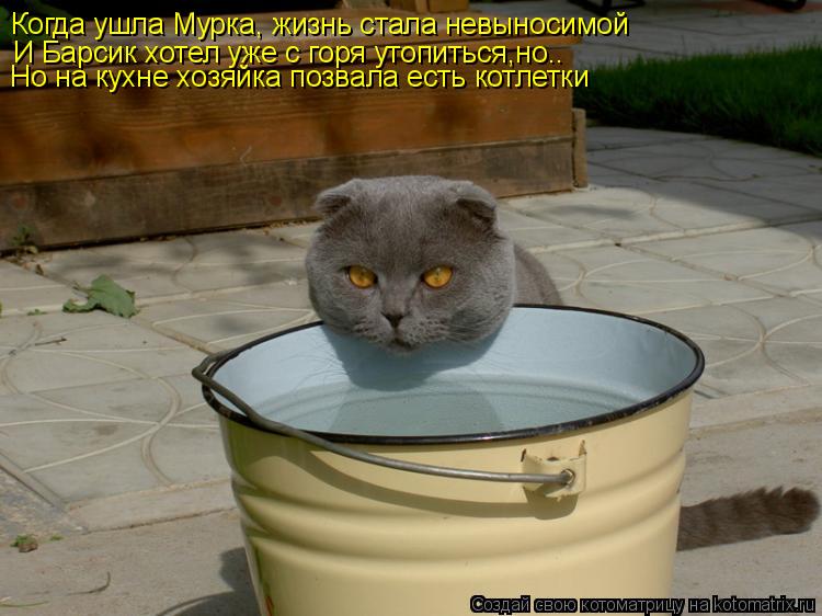 Когда ушла Мурка, жизнь стала невыносимой И Барсик хотел уже с горя утопиться,но.. Но на кухне хозяйк... Котоматрица: Когда ушла Мурка, жизнь стала невыносимой И Барсик хотел уже с горя утопиться,но.. Но на кухне хозяйка позвала есть котлетки