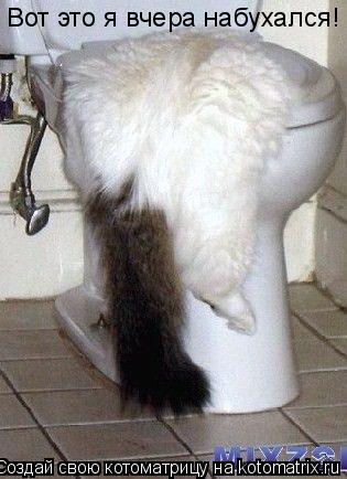 Вот это я вчера набухался!... Котоматрица: Вот это я вчера набухался!