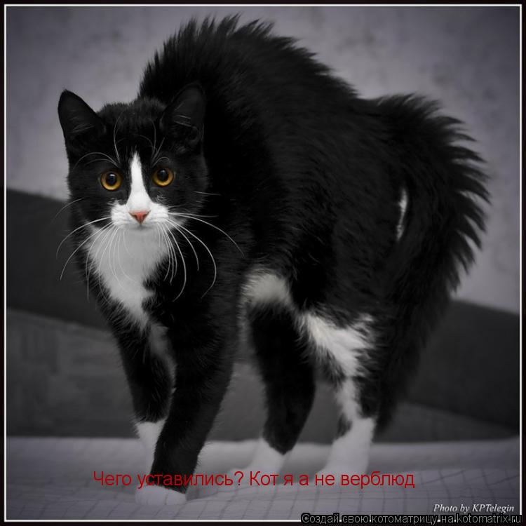 Чего уставились? Кот я а не верблюд... Котоматрица: Чего уставились? Кот я а не верблюд