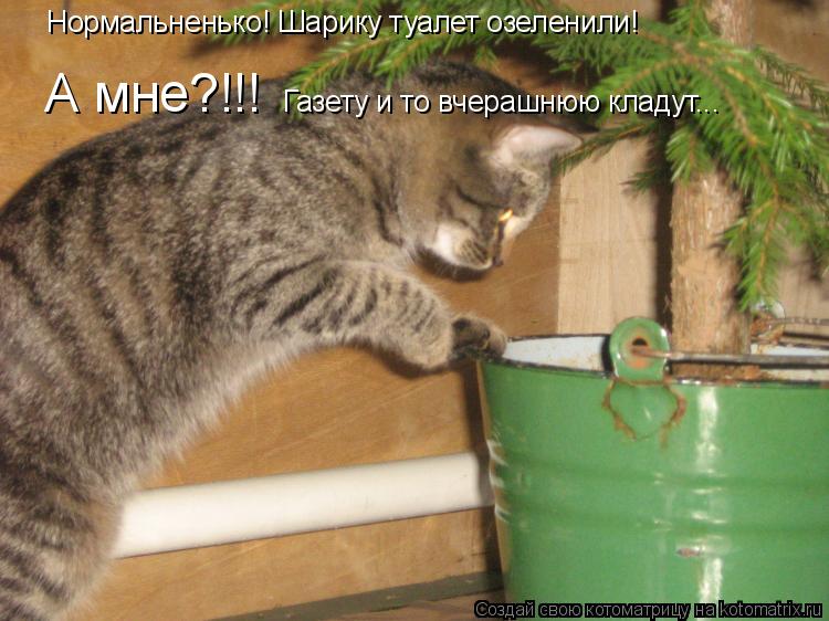 Нормальненько! Шарику туалет озеленили! А мне?!!! Газету и то вчерашнюю кладут...... Котоматрица: Нормальненько! Шарику туалет озеленили! А мне?!!! Газету и то вчерашнюю кладут...