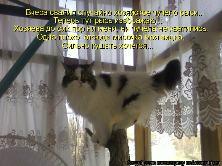 Вчера свалил случайно хозяйское чучело рыси... Теперь тут рысь изображаю... Хозяева до сих пор ни мен... Котоматрица: Вчера свалил случайно хозяйское чучело рыси... Теперь тут рысь изображаю... Хозяева до сих пор ни меня, ни чучела не хватились. Одно плохо: отс