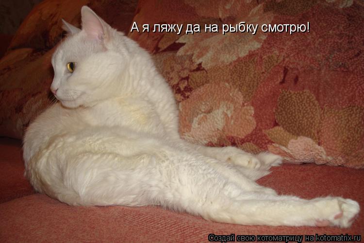 А я ляжу да на рыбку смотрю!... Котоматрица: А я ляжу да на рыбку смотрю!
