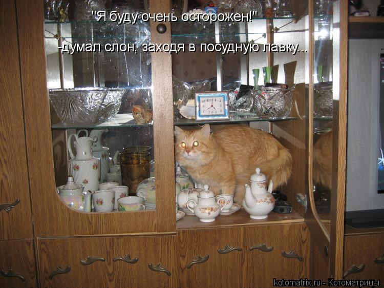 "Я буду очень осторожен!" -думал слон, заходя в посудную лавку...... Котоматрица: "Я буду очень осторожен!" -думал слон, заходя в посудную лавку...