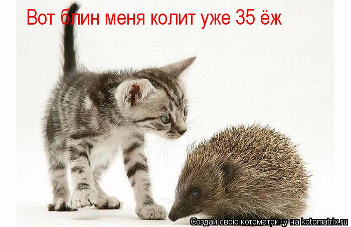Вот блин меня колит уже 35 ёж... Котоматрица: Вот блин меня колит уже 35 ёж