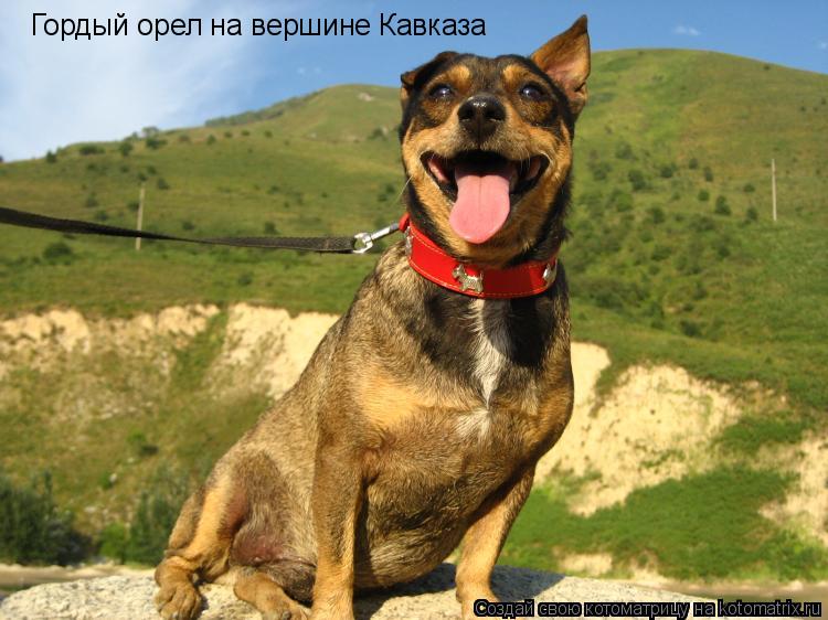 Гордый орел на вершине Кавказа... Котоматрица: Гордый орел на вершине Кавказа