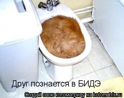 Друг познается в БИДЭ... Котоматрица: Друг познается в БИДЭ