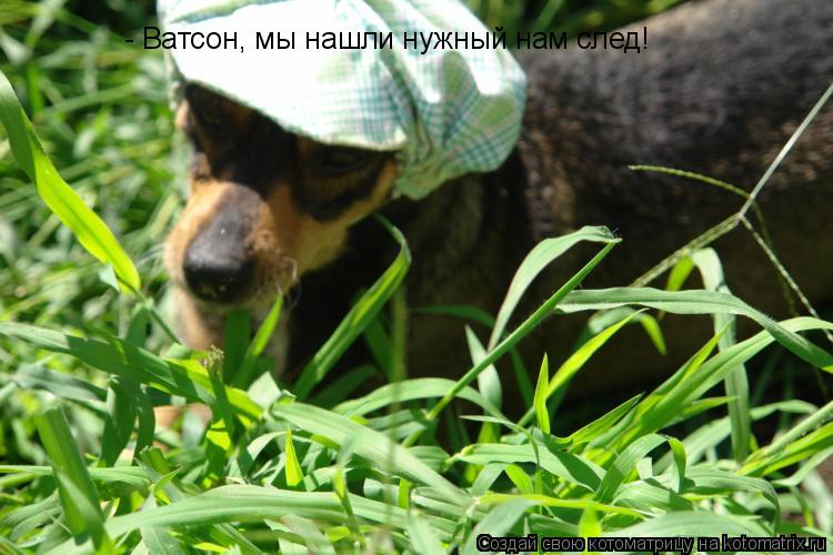 - Ватсон, мы нашли нужный нам след!... Котоматрица: - Ватсон, мы нашли нужный нам след!