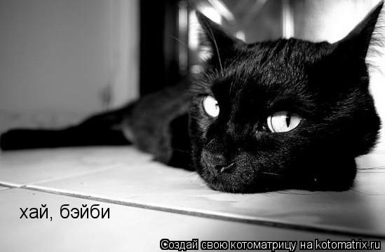 хай, бэйби... Котоматрица: хай, бэйби