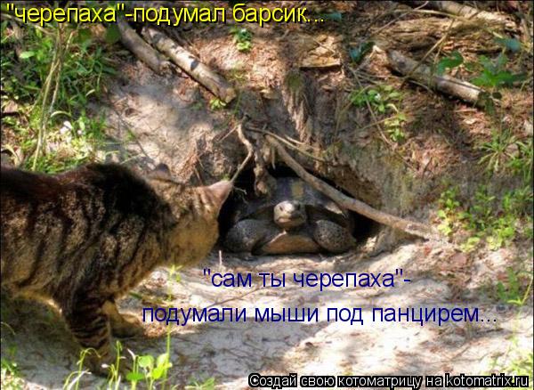 "черепаха"-подумал барсик... "сам ты черепаха"- подумали мыши под панцирем...... Котоматрица: "черепаха"-подумал барсик... "сам ты черепаха"- подумали мыши под панцирем...