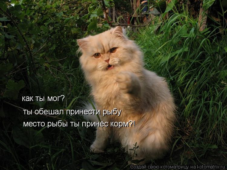 как ты мог? ты обешал принести рыбу место рыбы ты принёс корм?!... Котоматрица: как ты мог? ты обешал принести рыбу место рыбы ты принёс корм?!