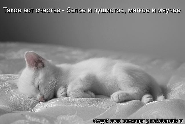 Такое вот счастье - белое и пушистое, мягкое и мяучее... Котоматрица: Такое вот счастье - белое и пушистое, мягкое и мяучее