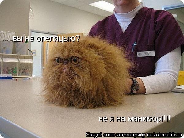 вы на опеляцыю? не я на маникюр!!!!... Котоматрица: вы на опеляцыю? не я на маникюр!!!!