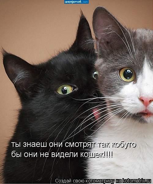 ты знаеш они смотрят так кобуто бы они не видели кошек!!!!... Котоматрица: ты знаеш они смотрят так кобуто бы они не видели кошек!!!!