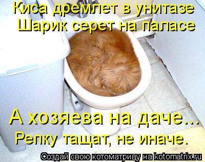 Киса дремлет в унитазе Шарик серет на паласе А хозяева на даче... Репку тащат, не иначе.... Котоматрица: Киса дремлет в унитазе Шарик серет на паласе А хозяева на даче... Репку тащат, не иначе.