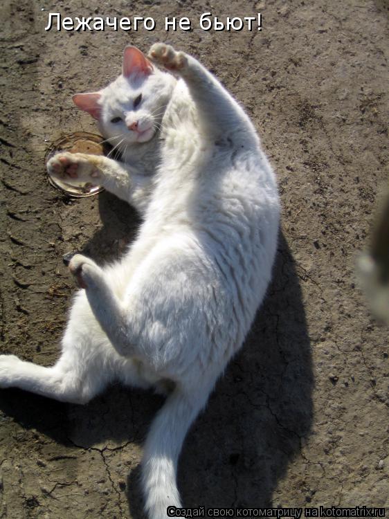 Лежачего не бьют!... Котоматрица: Лежачего не бьют!