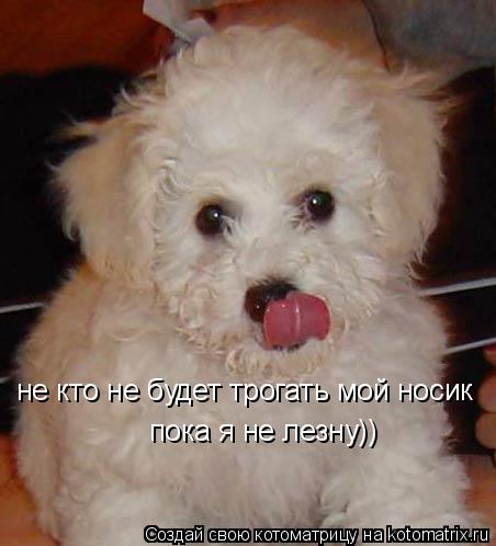 не кто не будет трогать мой носик пока я не лезну))... Котоматрица: не кто не будет трогать мой носик пока я не лезну))