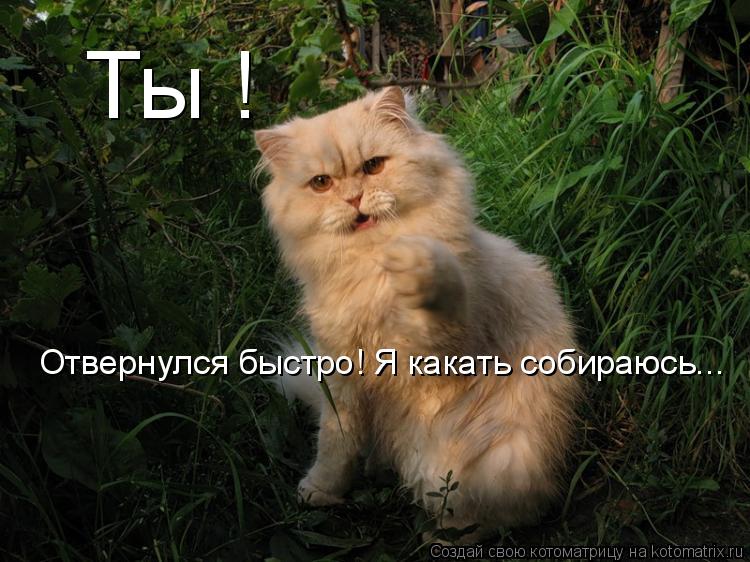 Отвернулся быстро! Я какать собираюсь... Ты !... Котоматрица: Отвернулся быстро! Я какать собираюсь... Ты !