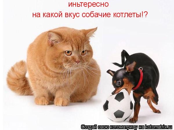 иньтересно на какой вкус собачие котлеты!?... Котоматрица: иньтересно на какой вкус собачие котлеты!?