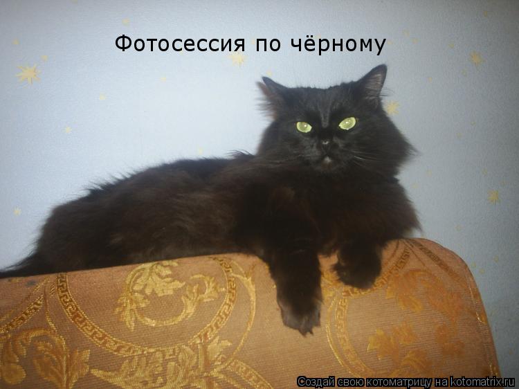 Фотосессия по чёрному... Котоматрица: Фотосессия по чёрному