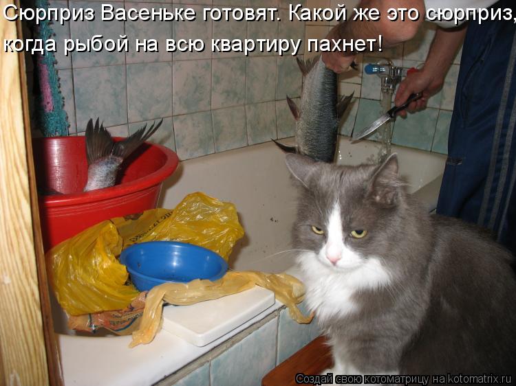 Котоматрица: Сюрприз Васеньке готовят. Какой же это сюрприз, когда рыбой на всю квартиру пахнет!