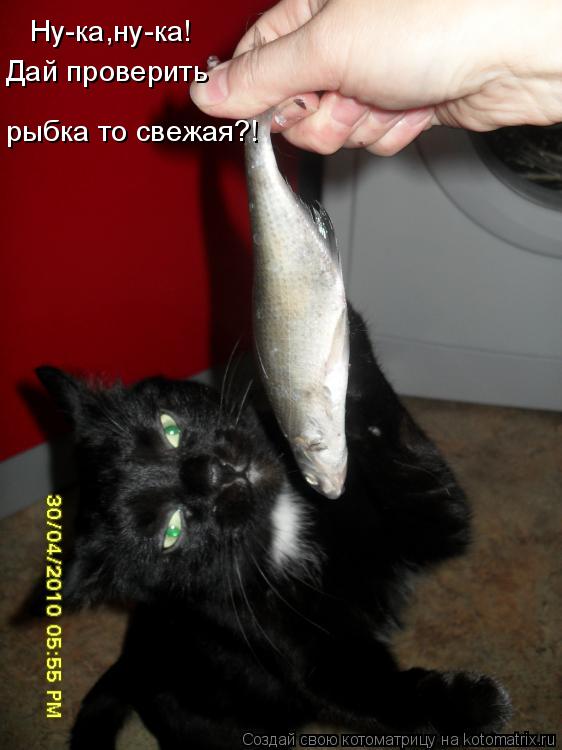 Ну-ка,ну-ка! Дай проверить Дай проверить рыбка то свежая?!... Котоматрица: Ну-ка,ну-ка! Дай проверить Дай проверить рыбка то свежая?!