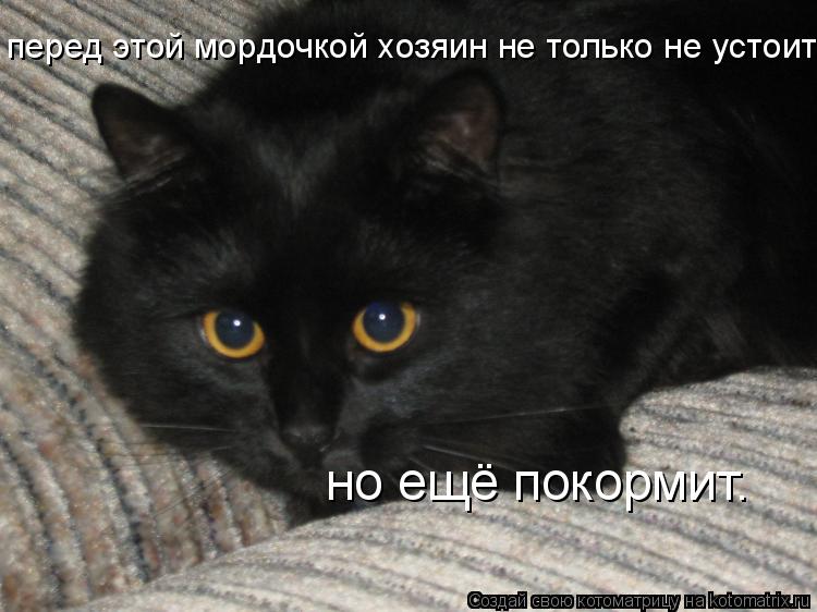 но ещё покормит. перед этой мордочкой хозяин не только не устоит,... Котоматрица: но ещё покормит. перед этой мордочкой хозяин не только не устоит,