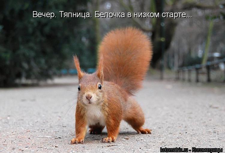 Вечер. Тяпница. Белочка в низком старте...... Котоматрица: Вечер. Тяпница. Белочка в низком старте...