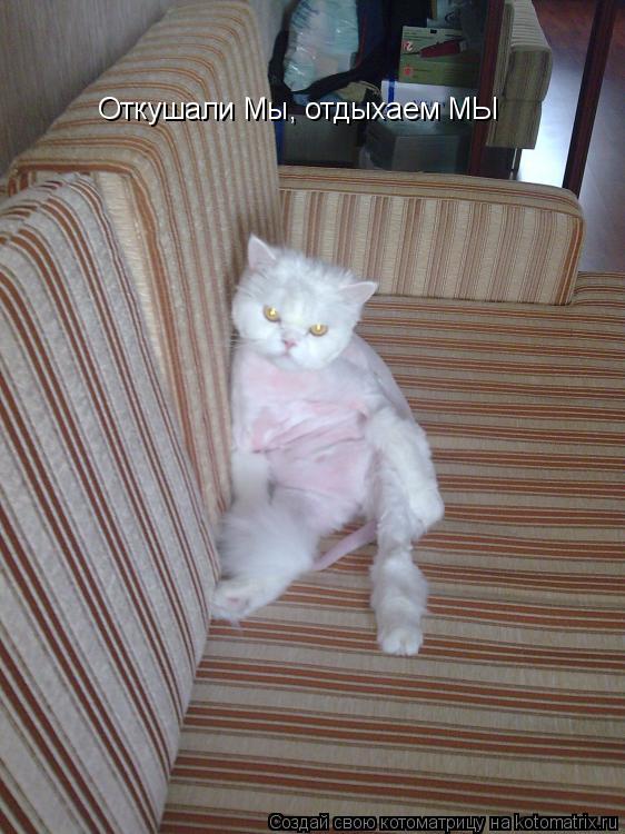 Котоматрица: Откушали Мы, отдыхаем МЫ