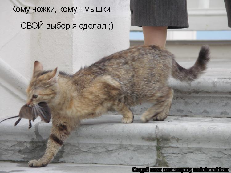 Кому ножки, кому - мышки. СВОЙ выбор я сделал ;)... Котоматрица: Кому ножки, кому - мышки. СВОЙ выбор я сделал ;)