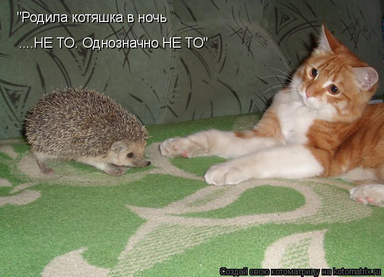 "Родила котяшка в ночь ....НЕ ТО. Однозначно НЕ ТО"... Котоматрица: "Родила котяшка в ночь ....НЕ ТО. Однозначно НЕ ТО"