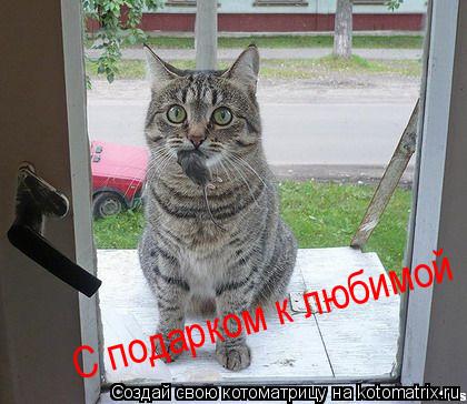 С подарком к любимой... Котоматрица: С подарком к любимой