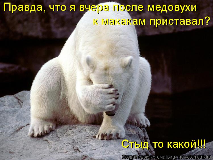 Правда, что я вчера после медовухи к макакам приставал? Стыд то какой!!!... Котоматрица: Правда, что я вчера после медовухи к макакам приставал? Стыд то какой!!!