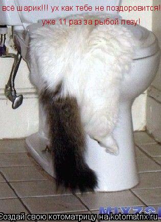 всё шарик!!! ух как тебе не поздоровится! уже 11 раз за рыбой лезу!... Котоматрица: всё шарик!!! ух как тебе не поздоровится! уже 11 раз за рыбой лезу!