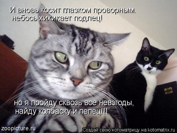 И вновь косит глазком проворным. небось хихикает подлец! но я пройду сквозь все невзгоды, найду колба... Котоматрица: И вновь косит глазком проворным. небось хихикает подлец! но я пройду сквозь все невзгоды, найду колбаску и пепец!!!