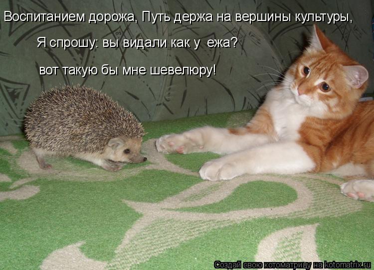Воспитанием дорожа, Путь держа на вершины культуры, Я спрошу: вы видали как у ежа? вот такую бы мне ... Котоматрица: Воспитанием дорожа, Путь держа на вершины культуры, Я спрошу: вы видали как у ежа? вот такую бы мне шевелюру!