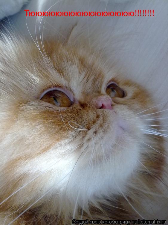 Тюююююююююююююююю!!!!!!!!... Котоматрица: Тюююююююююююююююю!!!!!!!!