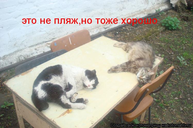 это не пляж,но тоже хорошо... Котоматрица: это не пляж,но тоже хорошо