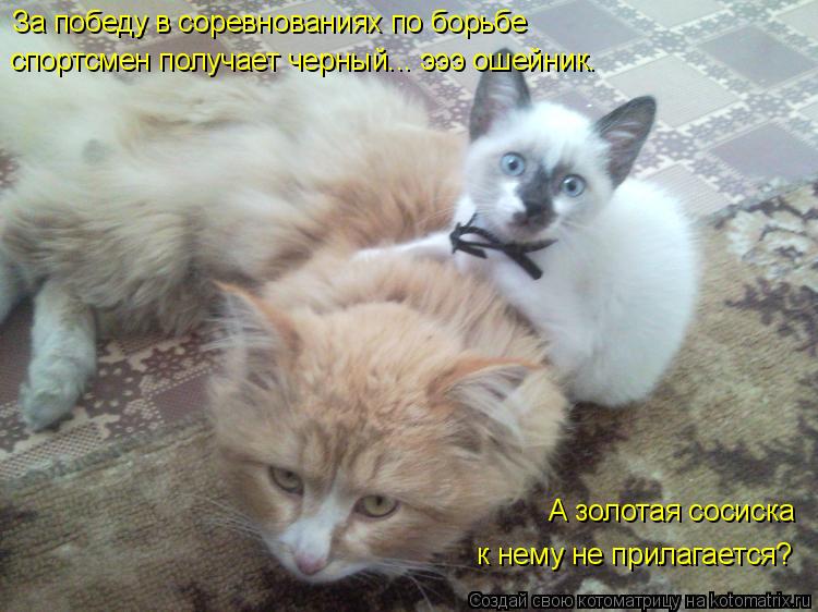За победу в соревнованиях по борьбе спортсмен получает черный... эээ ошейник. А золотая сосиска к не... Котоматрица: За победу в соревнованиях по борьбе спортсмен получает черный... эээ ошейник. А золотая сосиска к нему не прилагается?