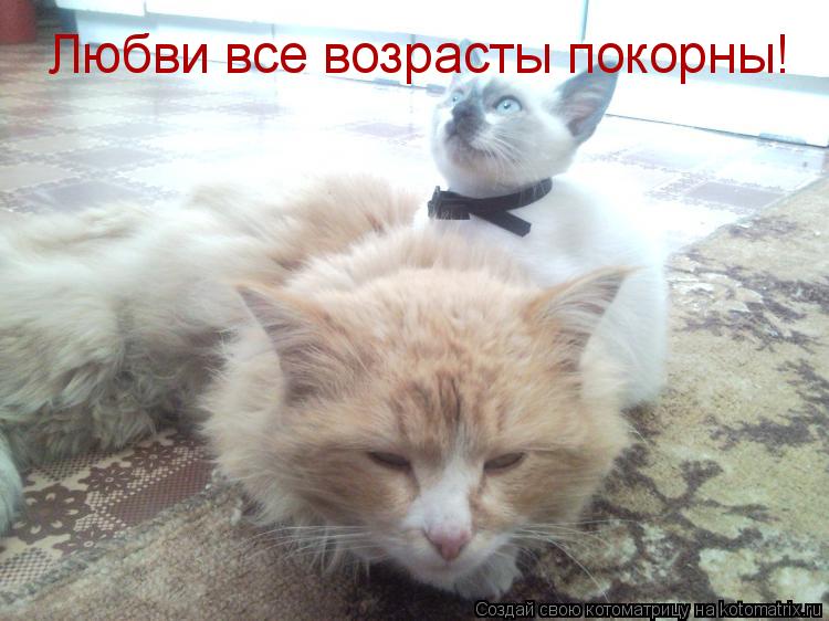Любви все возрасты покорны!... Котоматрица: Любви все возрасты покорны!
