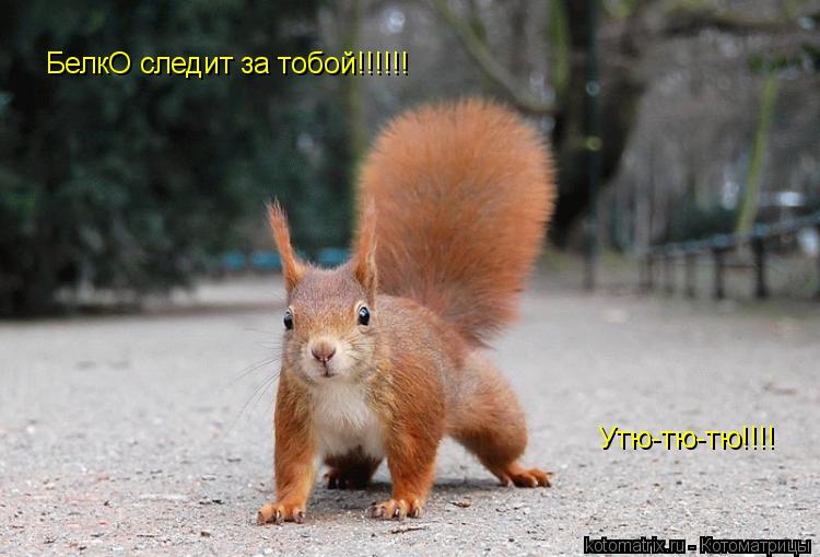 БелкО следит за тобой!!!!!! Утю-тю-тю!!!!... Котоматрица: БелкО следит за тобой!!!!!! Утю-тю-тю!!!!