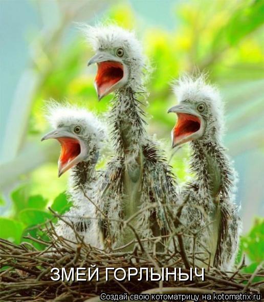 ЗМЕЙ ГОРЛЫНЫЧ... Котоматрица: ЗМЕЙ ГОРЛЫНЫЧ