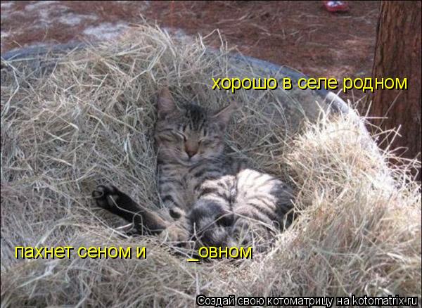 Котоматрица: хорошо в селе родном пахнет сеном и        _овном