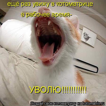 Котоматрица: УВОЛЮ!!!!!!!!!!! ещё раз увижу в котоматрице в рабочее время-