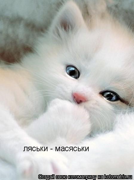 ляськи - масяськи... Котоматрица: ляськи - масяськи