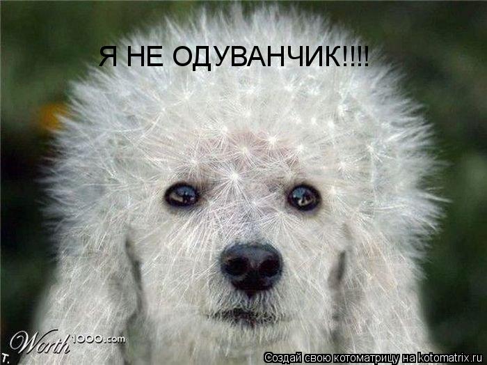 Я НЕ ОДУВАНЧИК!!!!... Котоматрица: Я НЕ ОДУВАНЧИК!!!!
