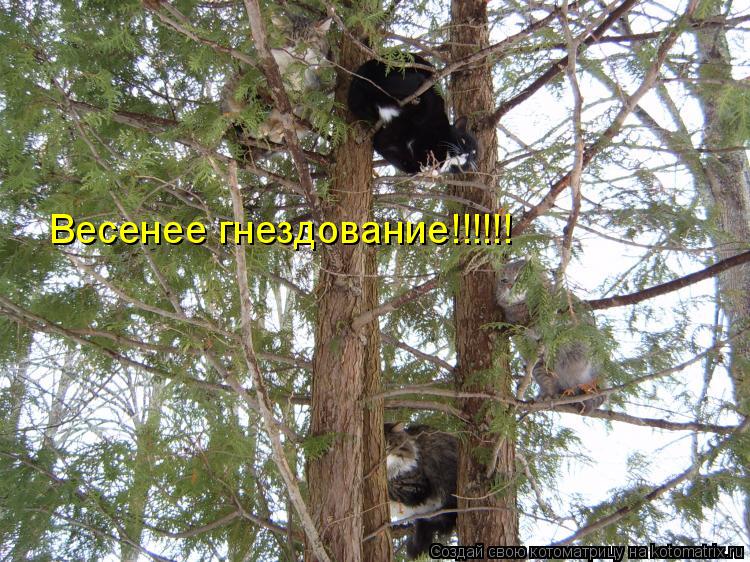 Весенее гнездование!!!!!!... Котоматрица: Весенее гнездование!!!!!!