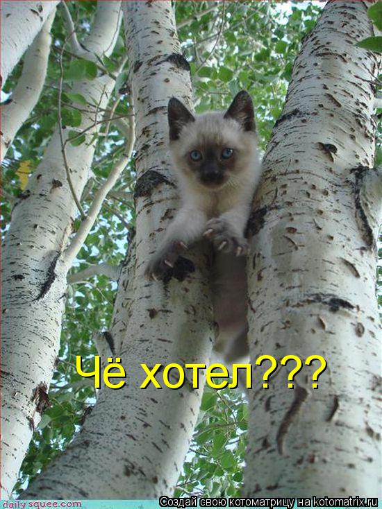 Котоматрица: Чё хотел???